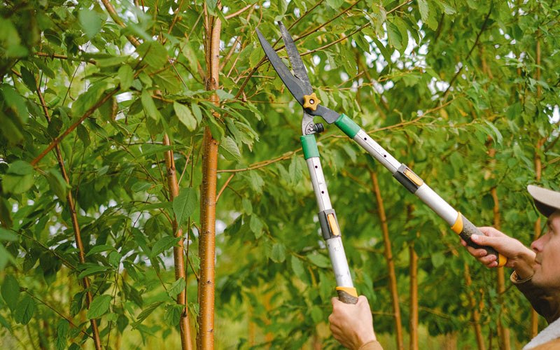 Tree trimming in Green Pond, AL