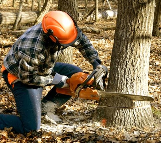 Tree Removal in Green Pond, AL